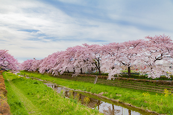 野川